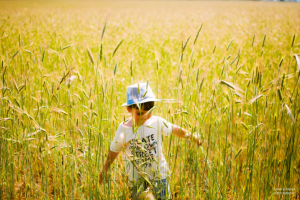 Пшеничное поле