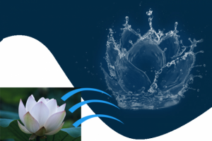 Лотос из воды