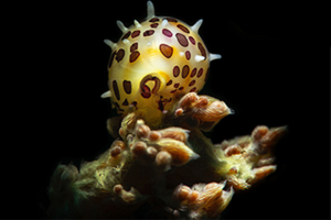 ПОДВОДНАЯ ФОТОРЕТУШЬ