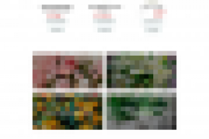 Много цветов