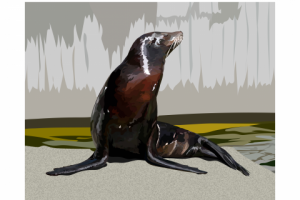 морской котик