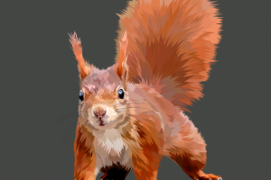 squirrel