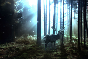 Фотография. Ретушь/коллаж