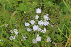 Полевые цветы