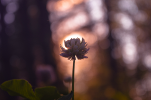 Работа 3971360