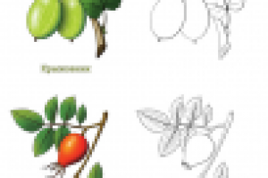 Раскраски для детей