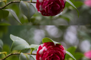 Цветокоррекция цветка