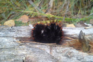 Работа 3077689