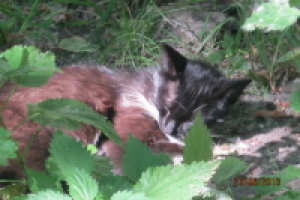 Работа 1748254