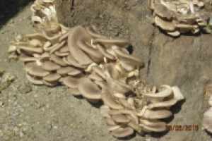 Работа 1748253