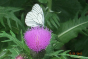 Работа 1748251