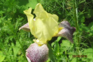 Работа 1748250