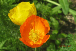 Работа 1748249