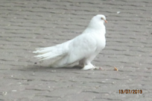 Работа 1748246