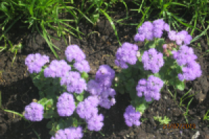 Работа 1748244