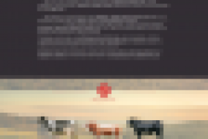 Продажа КРС