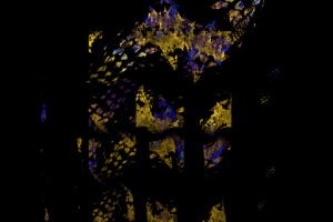 Без названия,