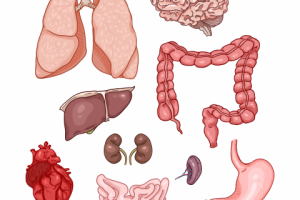 Анатомия. Внутренние органы.