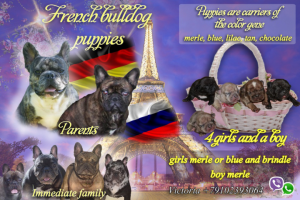 Баннер на продажу щенков от заводчика за границу