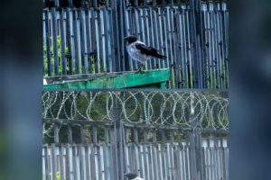 обработка До и после