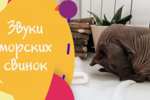 Звуки морских свинок. (тематика животные, юмор)