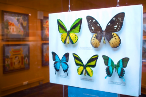 Дарвинскиий Музей