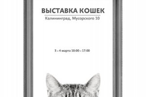 Рекламный макет для выставки кошек