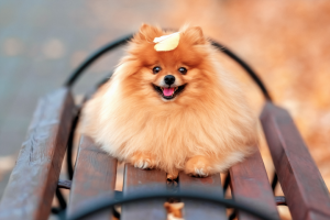 Наш Питомец Боос