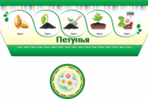 Дизайн этикетки для цветов