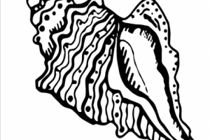 Линейно-пятновой рисунок ракушка