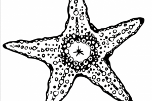 Линейно-пятновой рисунок звезда