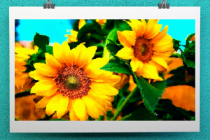 Рисунок из фото "Подсолнухи"