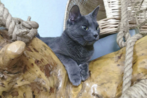 Кошачий дворец на дереве в доме.