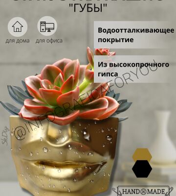 img4329120.png