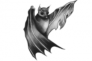 Эскиз (летучая мышь)