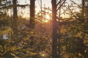 Работа 3905301