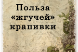 Чем полезна "жгучесть" крапивы?