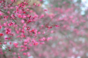 Вишня (фото не мое)