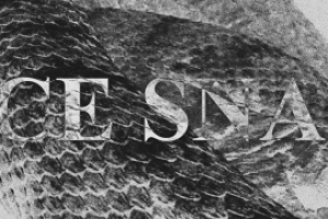 Баннер "Sace Snake"