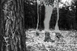 MagicForest1