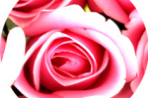 Дизайн сайта для магазина цветов