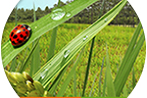 Участки у Оки