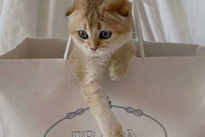 Продвижение шоурума в Казани