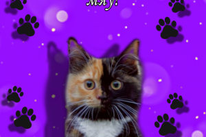 Всем котикам стрижка мяу!