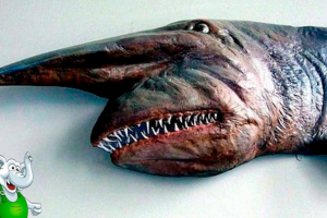 Видеомонтаж | 10 CАМЫХ СТРАННЫХ АКУЛ, ИЗВЕСТНЫХ НАМ СЕГОДНЯ