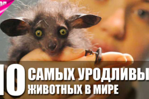 Видеомонтаж | 10 Самых Необычных ПИТОМЦЕВ в Мире