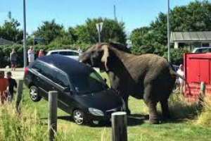 Видеомонтаж | Гиганты в Ярости!