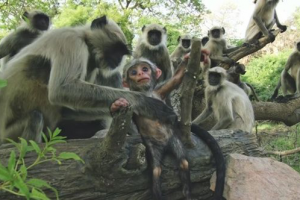 Видеомонтаж | Обезьяны в Зоопарке Точат Камни