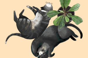 Котики