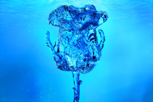 NFT—Water roses | Binance & Imanbek